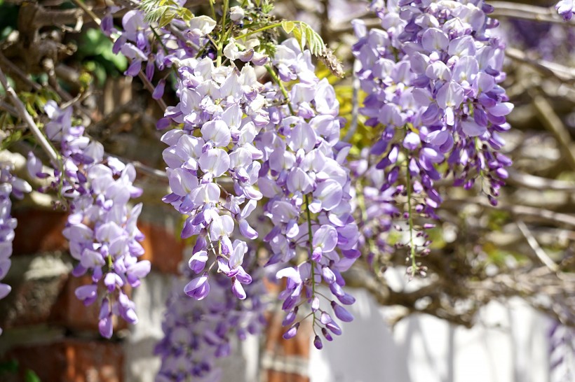 清新的紫藤花图片(14张)