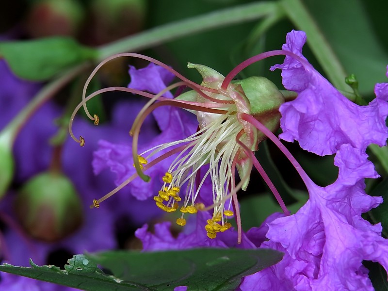 紫薇花图片(9张)