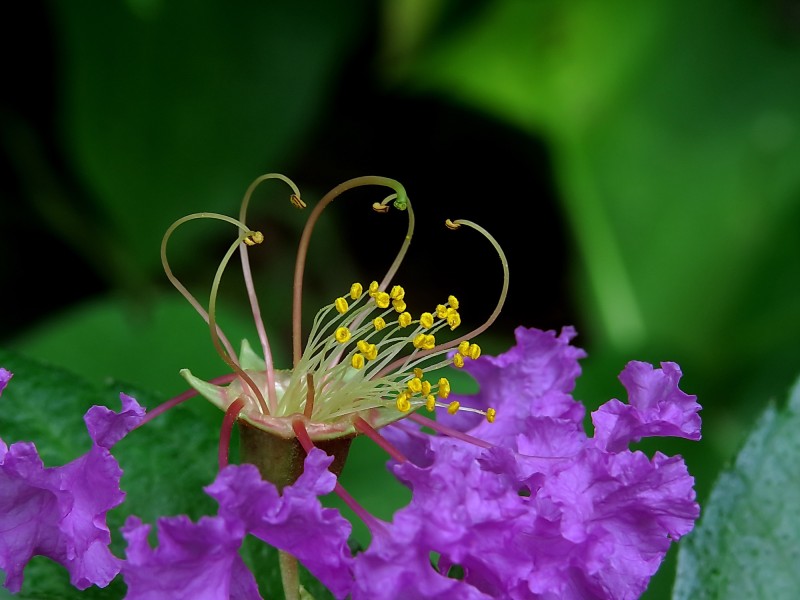 紫薇花蕊微距图片(14张)