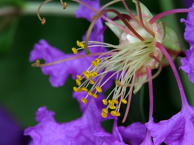 紫薇花蕊微距图片(14张)