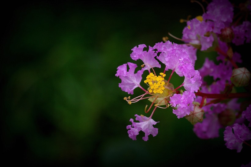 各种颜色的紫薇花图片(10张)