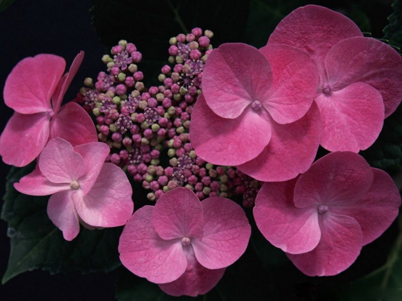 八仙紫阳花图片(27张)