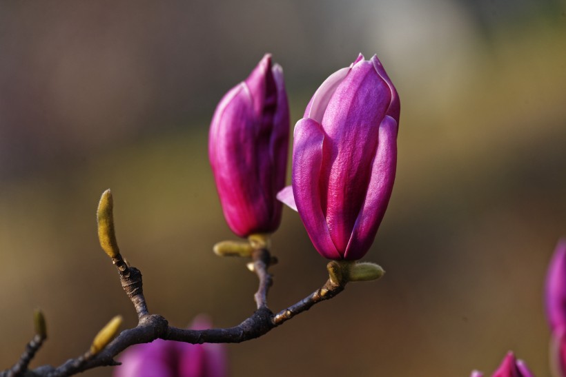 紫玉兰图片(18张)
