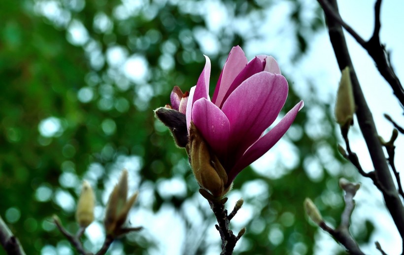 紫玉兰花图片(18张)