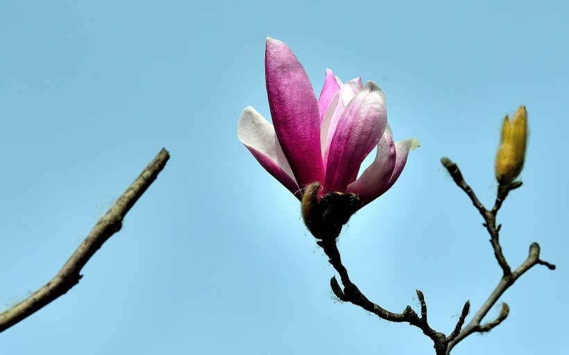 紫玉兰花图片(18张)