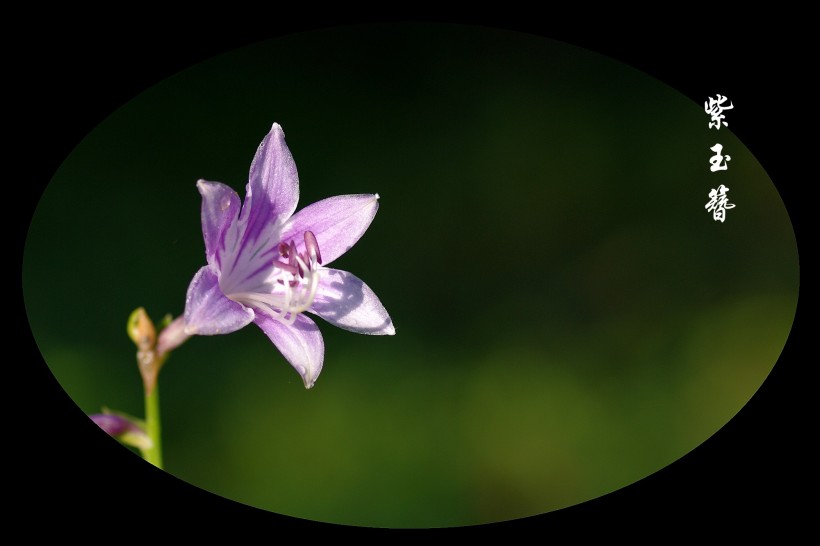 梦幻紫玉簪花卉图片(14张)