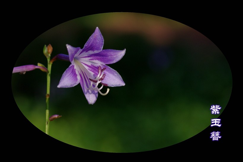 梦幻紫玉簪花卉图片(14张)