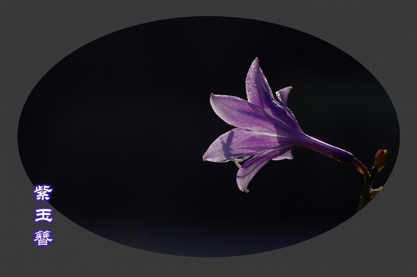紫玉簪图片(12张)