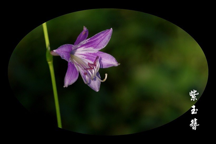 紫玉簪图片(10张)