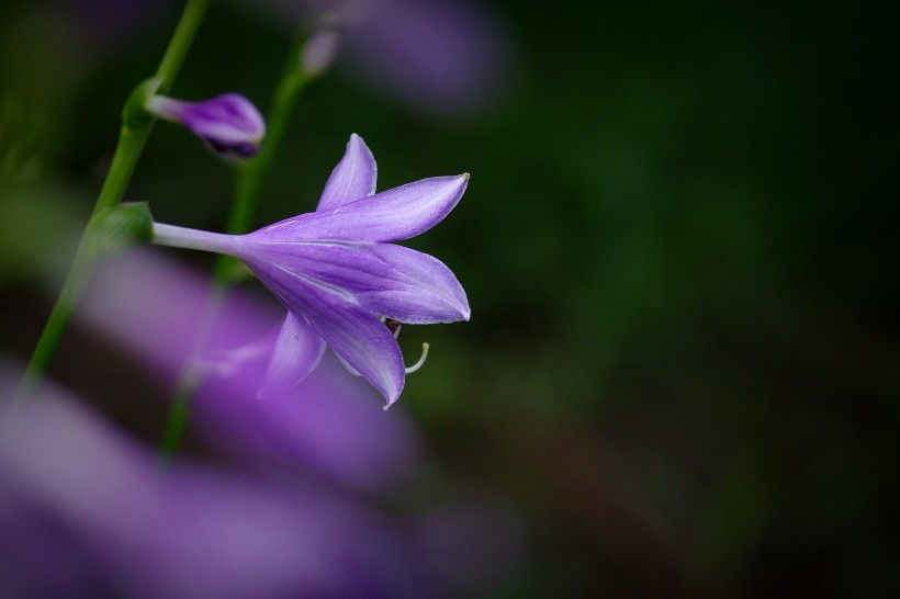 紫玉簪图片(12张)