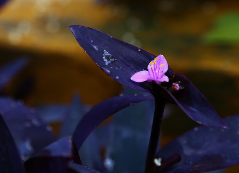 紫竹梅图片(9张)