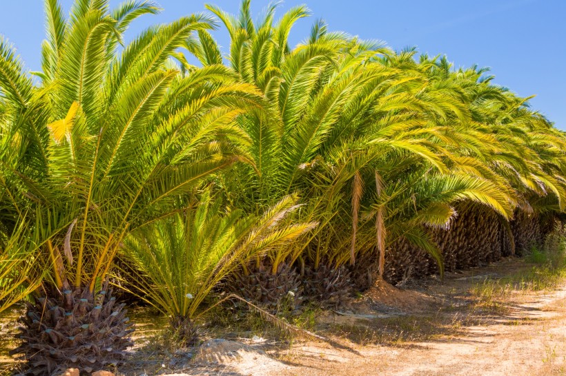 棕榈树图片(13张)