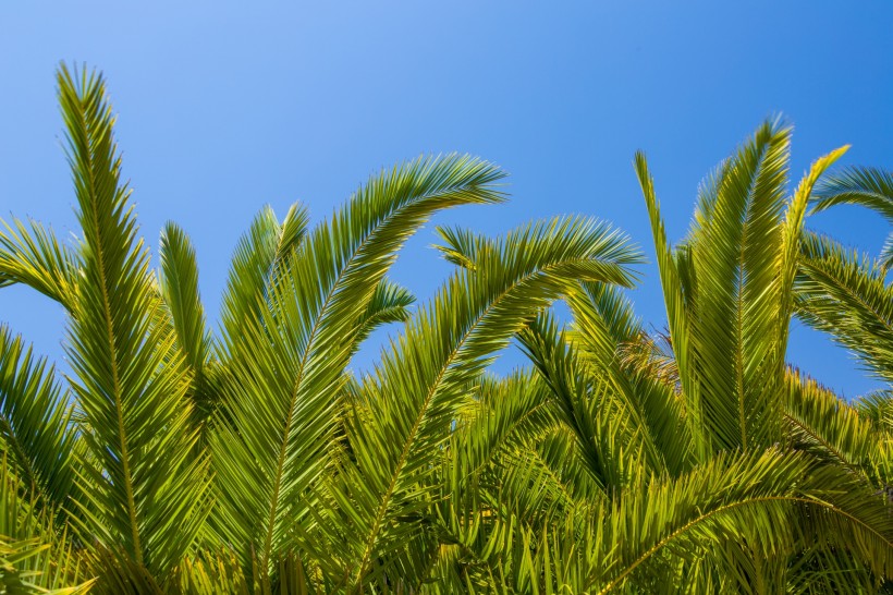 棕榈树叶子图片(11张)