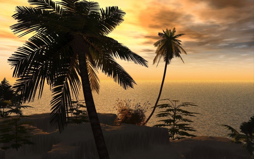 棕榈树图片(13张)