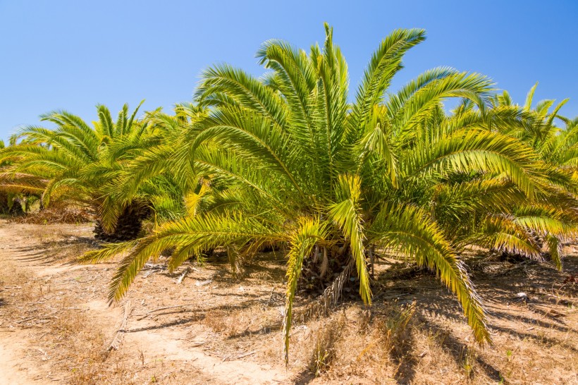 绿色的棕榈树图片(10张)