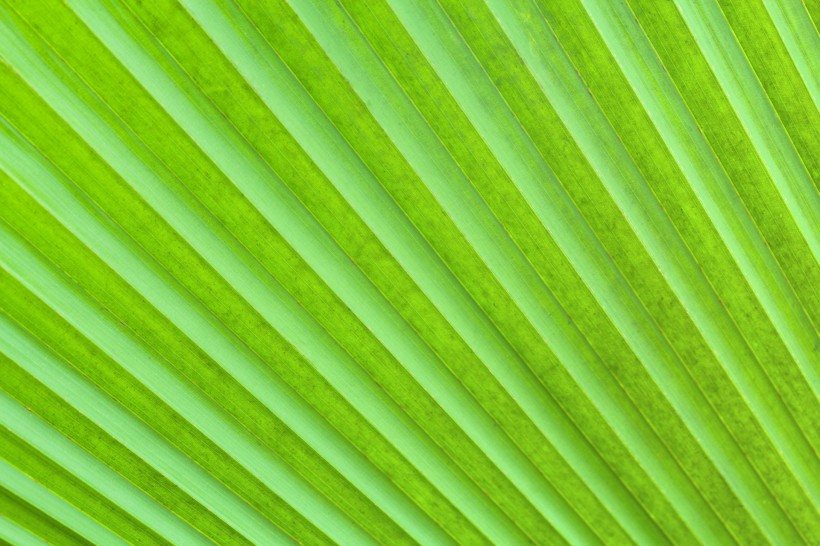 棕榈树叶子图片(10张)