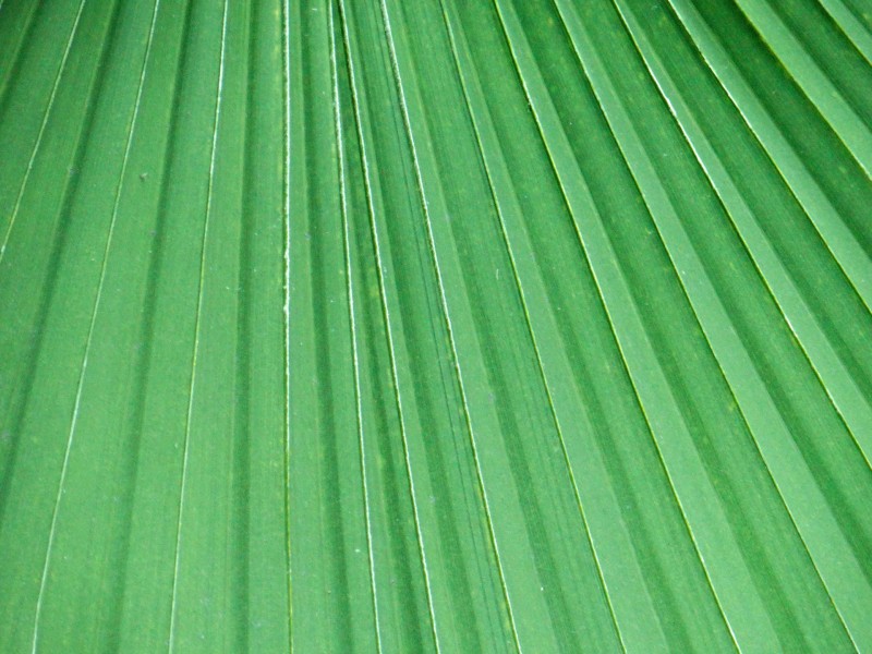 棕榈树叶子图片(10张)