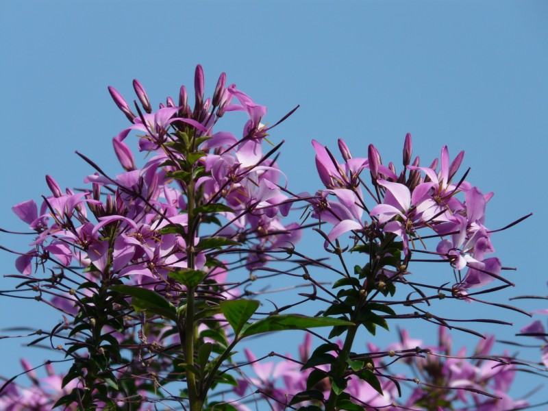 粉色和白色的醉蝶花图片(6张)