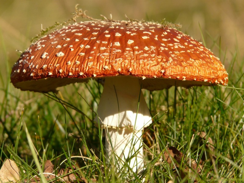 最美的蘑菇粉木耳图片(19张)