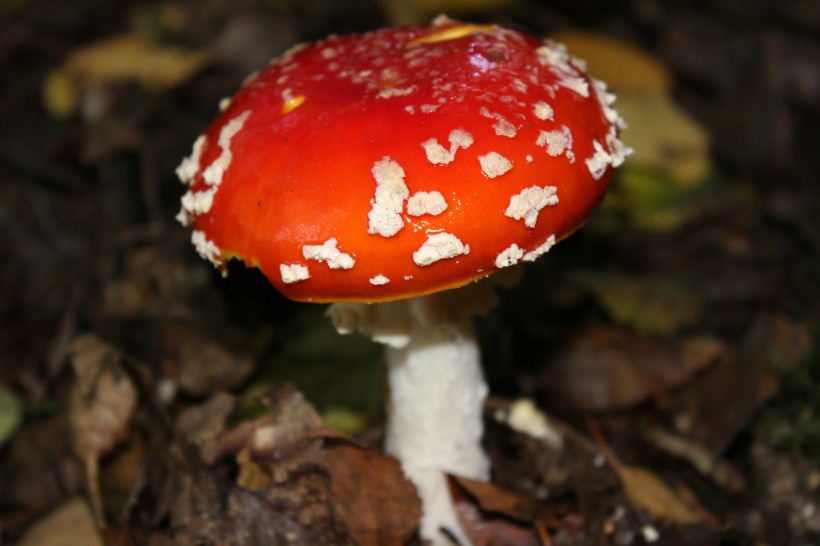 最美的蘑菇粉木耳图片(19张)