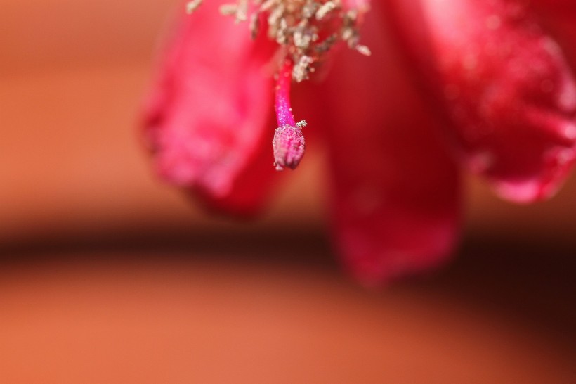 蟹爪莲花卉图片(7张)