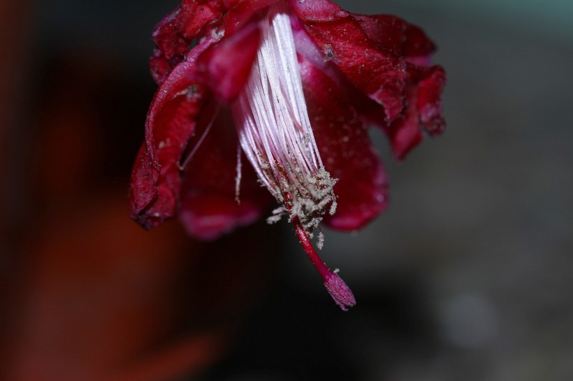 蟹爪莲花卉图片(7张)