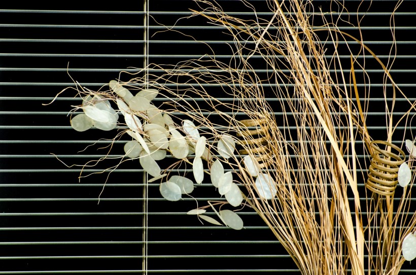 植物装饰的窗户图片_13张
