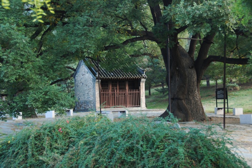 金黄色秋天风景图片(12张)