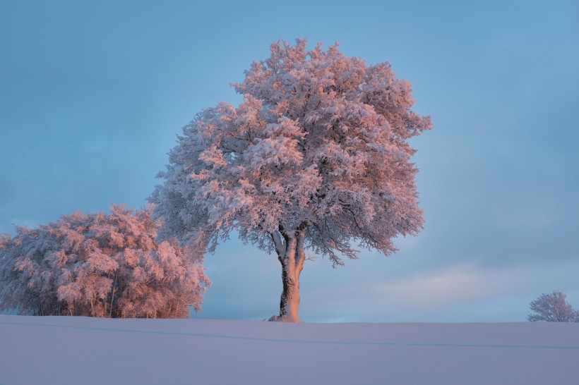 堆满树枝的白雪图片(10张)