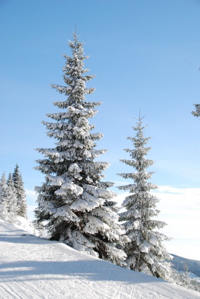 堆满树枝的白雪图片(10张)
