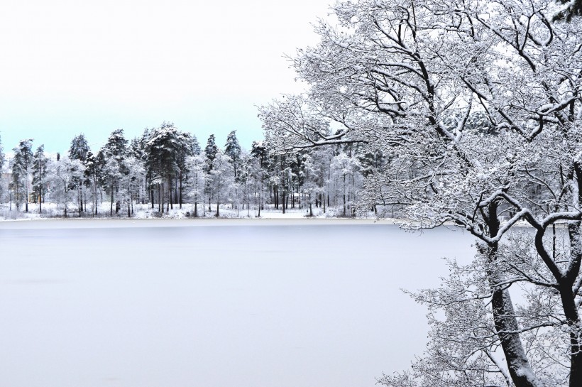 堆满树枝的白雪图片(10张)