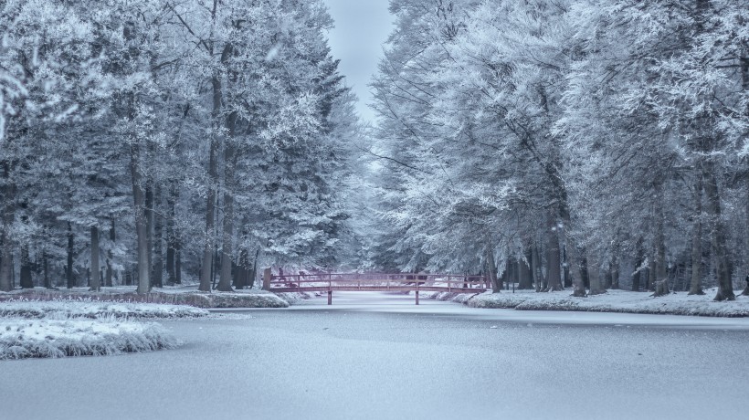 堆满树枝的白雪图片(10张)