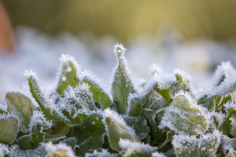 植物冰挂现象图片(11张)