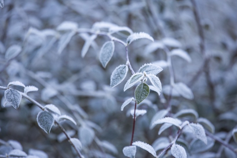 植物冰挂现象图片(11张)