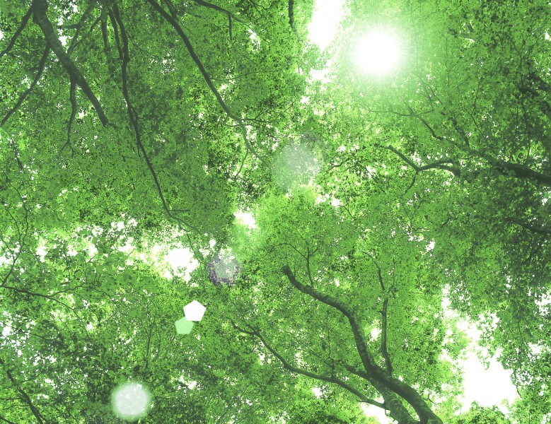 参天大树和阳光图片(25张)