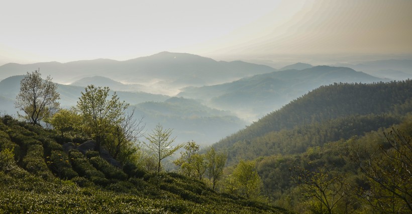 清晨茶园薄雾风景图片(6张)