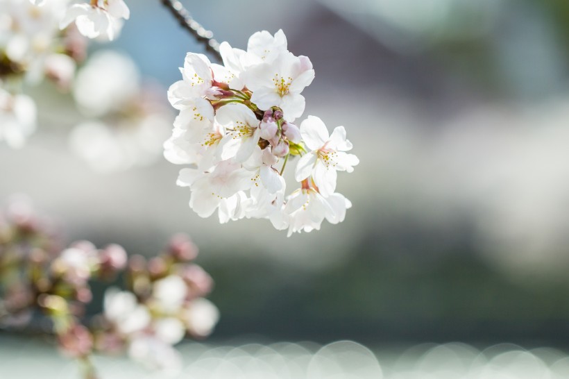 春天公园花朵图片(10张)