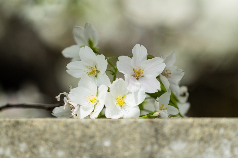 春天公园花朵图片(10张)