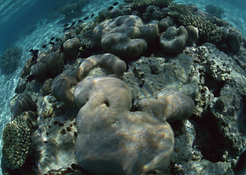 珊瑚海水底风景图片(10张)