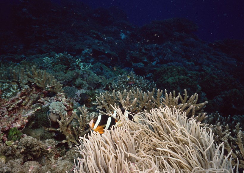 珊瑚海水底风景图片(10张)