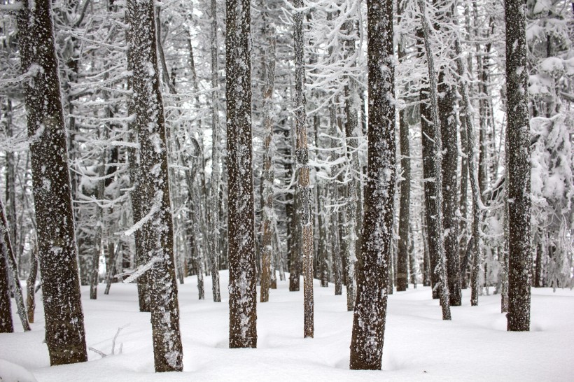 冬季白雪覆盖的树林图片(13张)