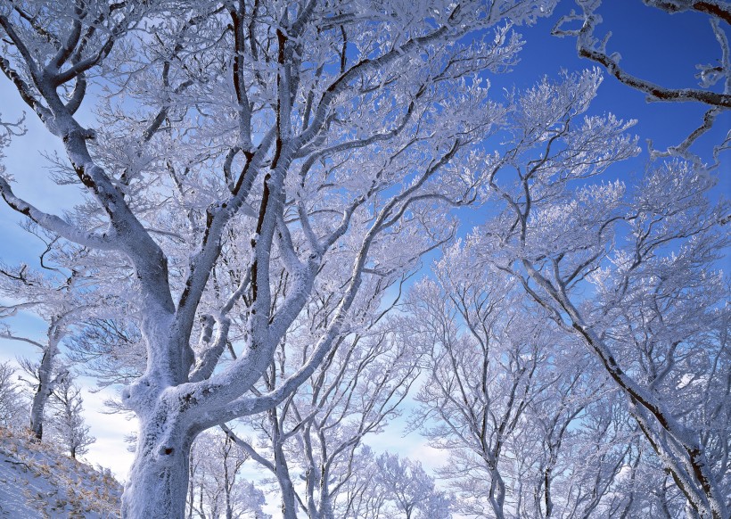 冬季的树木图片(12张)