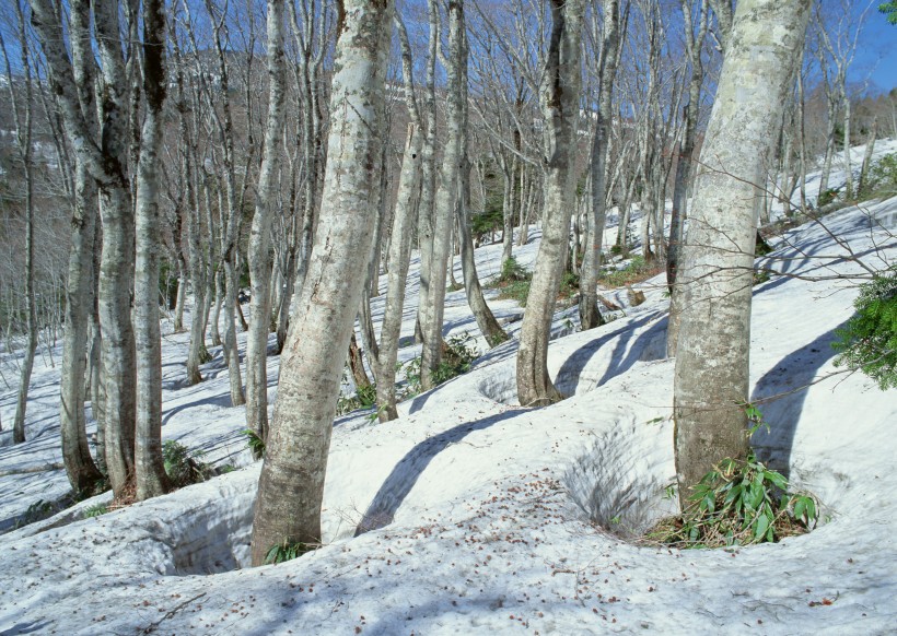 冬季树木河流风景图片(24张)