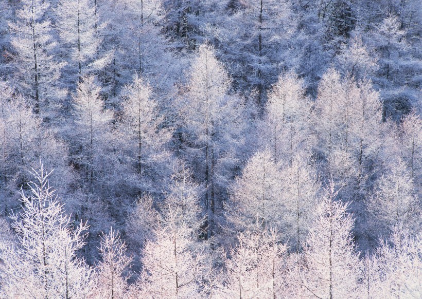 冬季树木植物图片(19张)