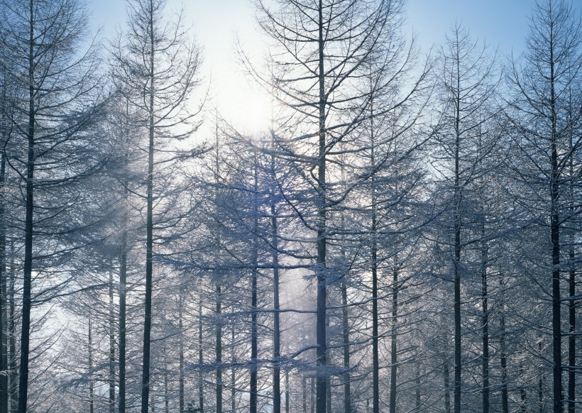 冬季树木植物图片(19张)