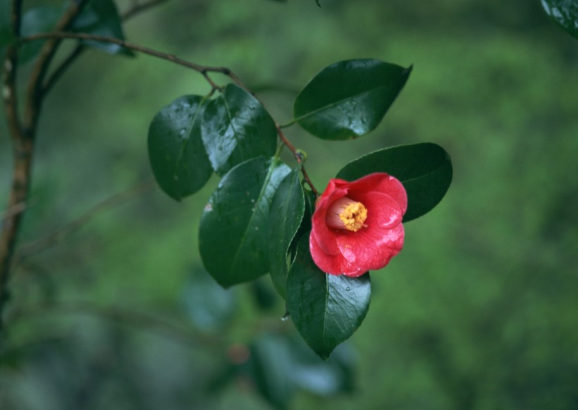 冬季树木植物图片(19张)