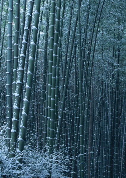 冬季树木植物图片(19张)