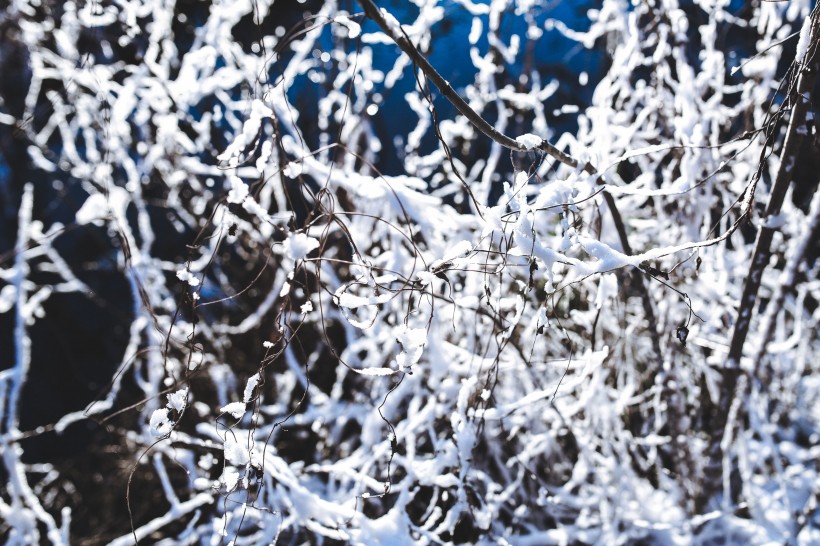 冬季结冰的树木图片(11张)