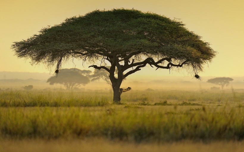 非洲自然景色图片(9张)
