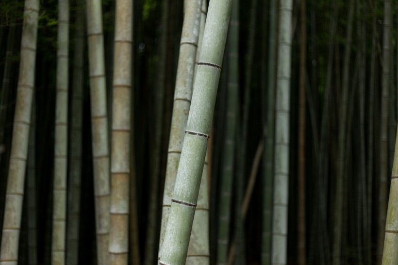 高耸的竹子图片(11张)